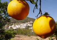 Comprar naranjas valencianas.jpg